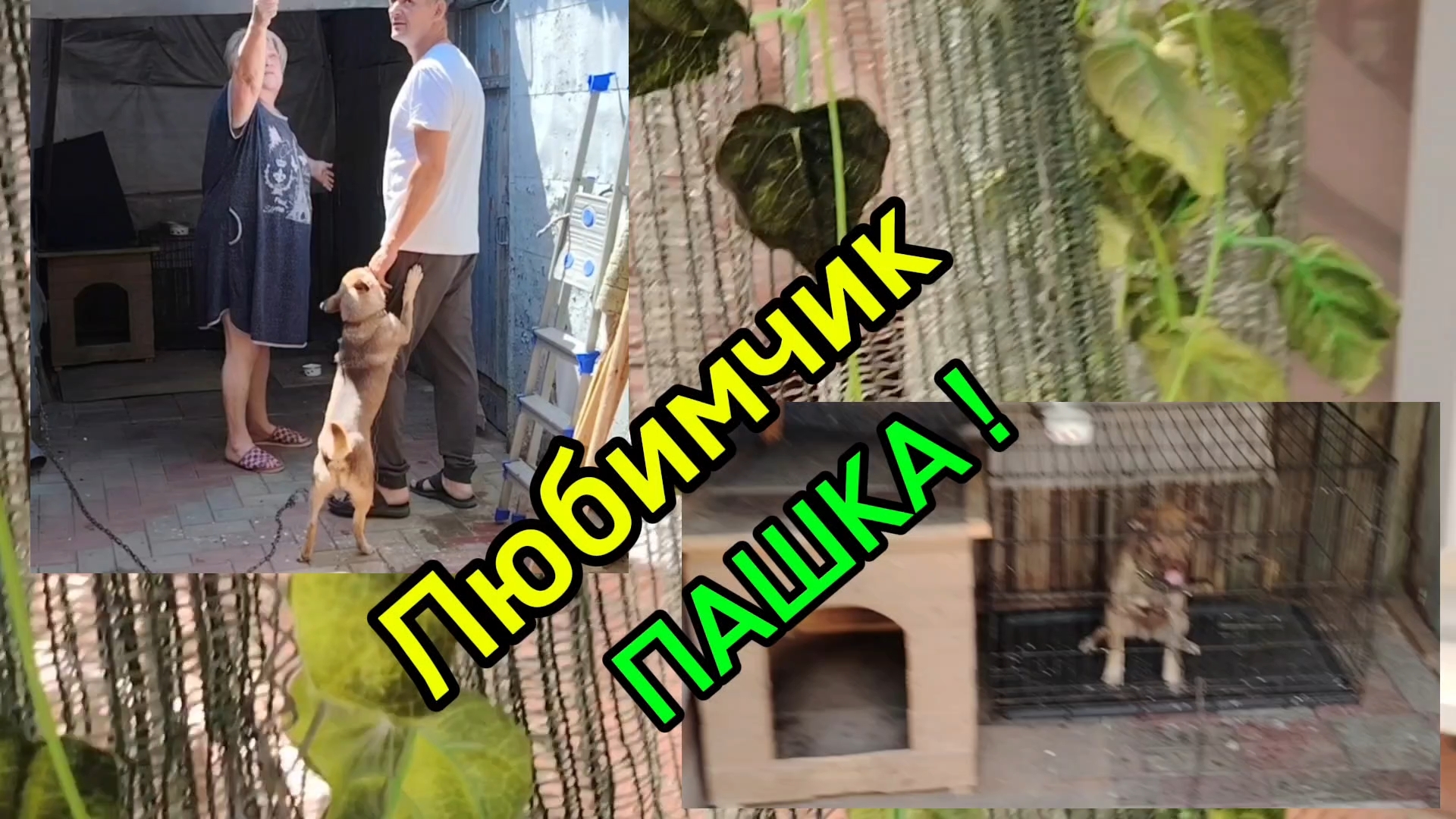 Ейск ! За мелочами в Сом, любимчик Пашка, коршун, сделали доброе дело и работы на доме и во дворе ! смотреть онлайн