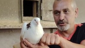 Голуби Катомина Александра