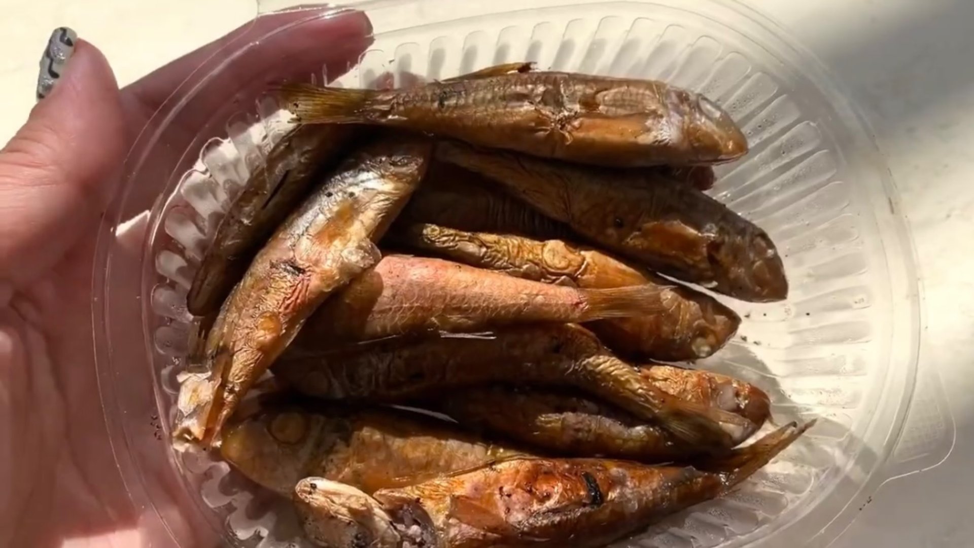 Наш отдых в Лазаревском на Чёрном море 🌊 Кушаем вкусную барабульку в кафе Фрегат 🌴 Уезжаем домой смотреть онлайн