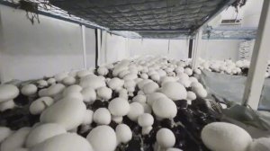 БИЗНЕС В ГАРАЖЕ СТАРТУЕТюАВТОМАТИЗАЦИЯ ОТ Грос:Фарм