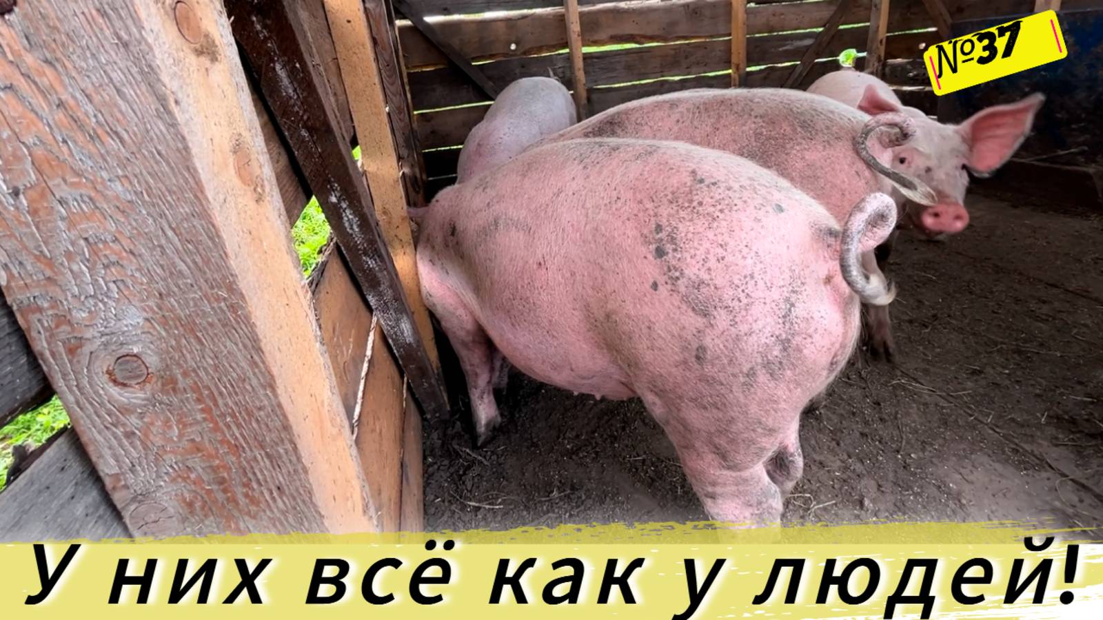 Как деревенские свиньи дерутся из за помоев. Жизнь и будни омской деревне. смотреть онлайн