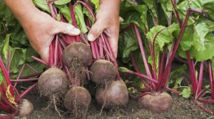 Решающая подкормка Свеклы в августе. Плоды вырастут сладкими и без прожилок