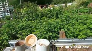 Обрабатываем чеснок, утки, аист...