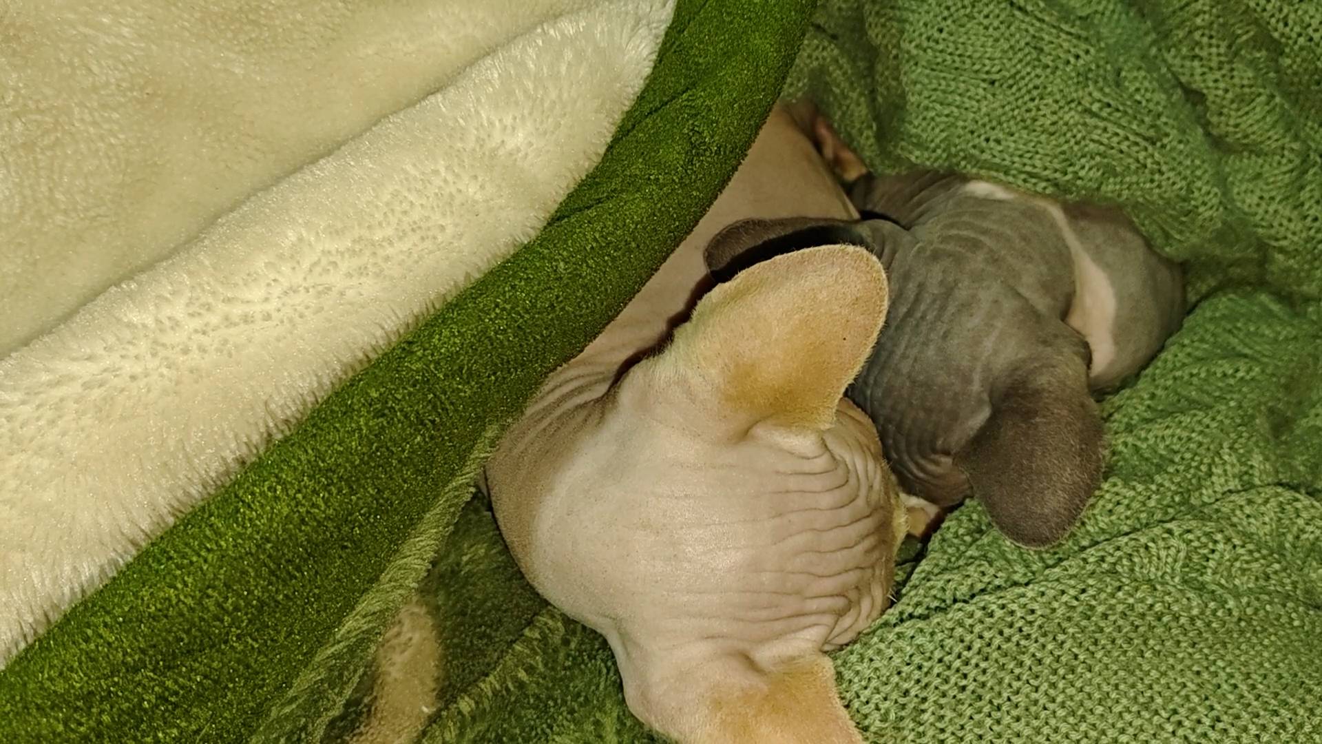 ЖДЕМ ВЕТЕРИНАРА ДЛЯ КОТОВ! смотреть онлайн