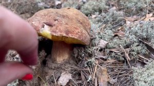 Поездка в лес. Попали на черничник. Собираем грибы прямо на дороге ))