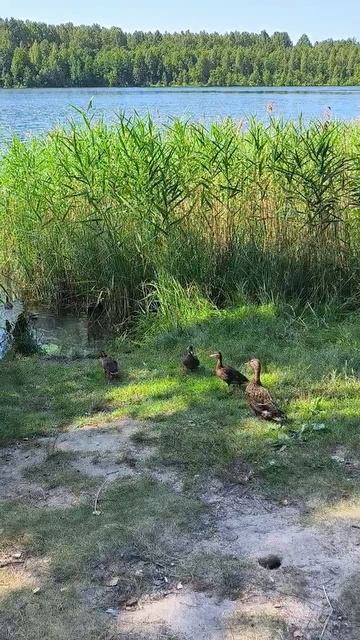 Озеро Светлояр смотреть онлайн