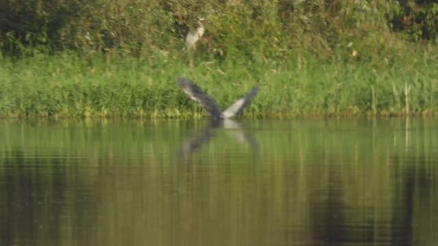Серая Цапля поймала большую рыбу, 26.07.2025, Великий Новгород смотреть онлайн
