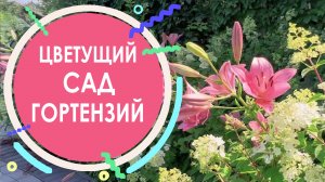 Цветущий сад гортензий