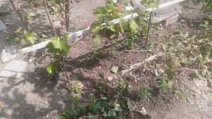 Черенок винограда VID_20250719_105619