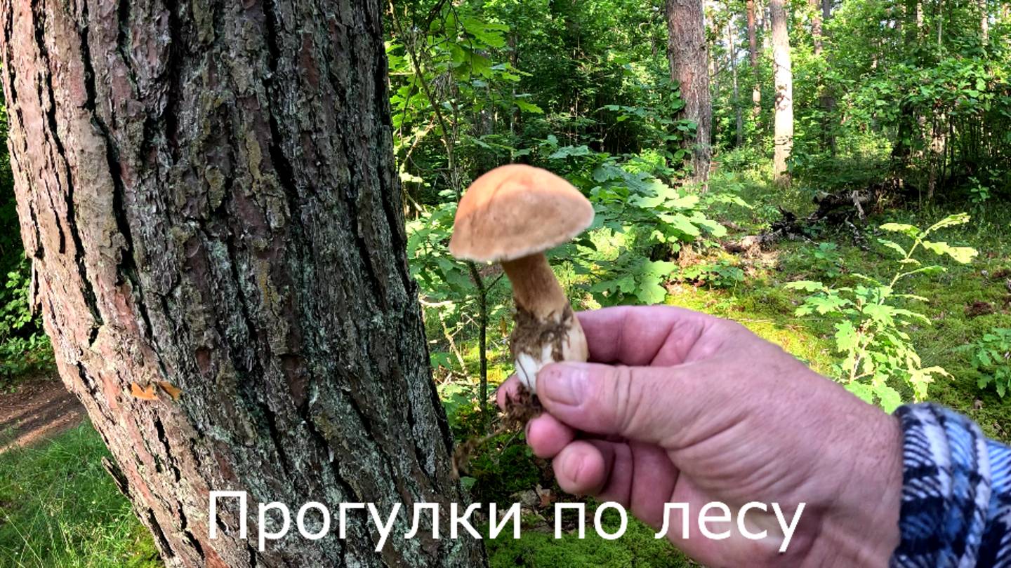 Прогулки по лесу. Больше прогулка, чем сбор грибов. Желчный гриб. смотреть онлайн