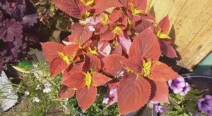 Колеусы у меня на даче. Красавчики