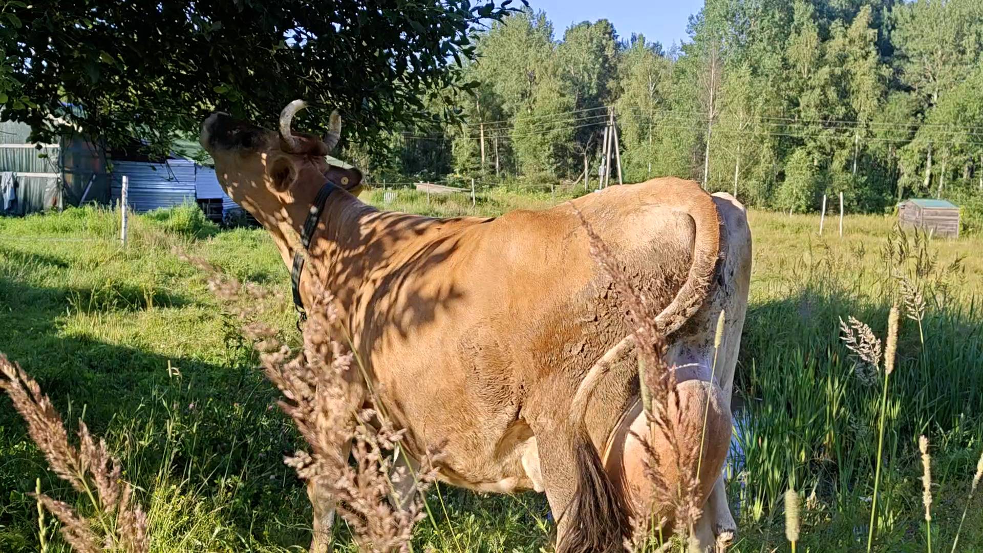 МАНЬКА ЗАПРОСИЛА ВИСКИ! смотреть онлайн
