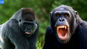 Шимпанзе против Горилл! Почему обезьяны начали нападать?