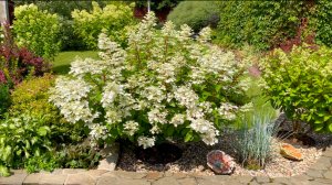 Гортензии в конце июля. Вимс Ред / Кендллайт / Фантом / Самарская Лидия / ЛаймЛайт / Фрайз Мельба.