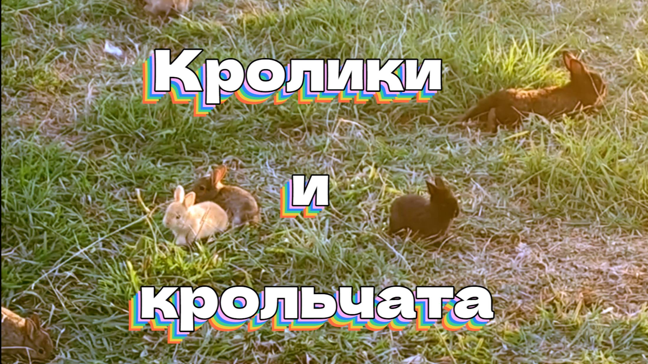 Кролики и крольчата смотреть онлайн