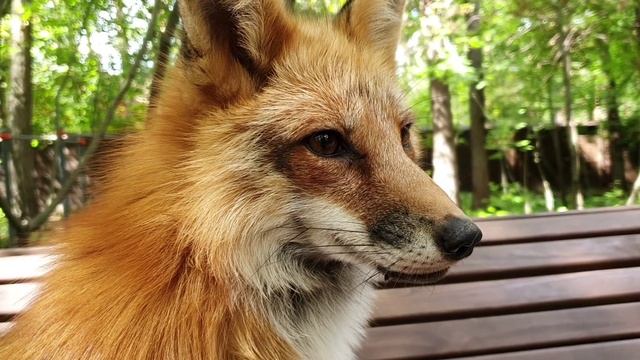 Лиса-Алиса. Лиса охраняет полотенце, пока хозяин в бане смотреть онлайн