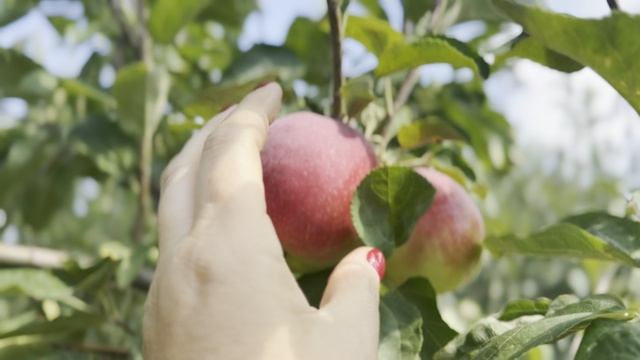 Сбылась наша главная мечта! смотреть онлайн