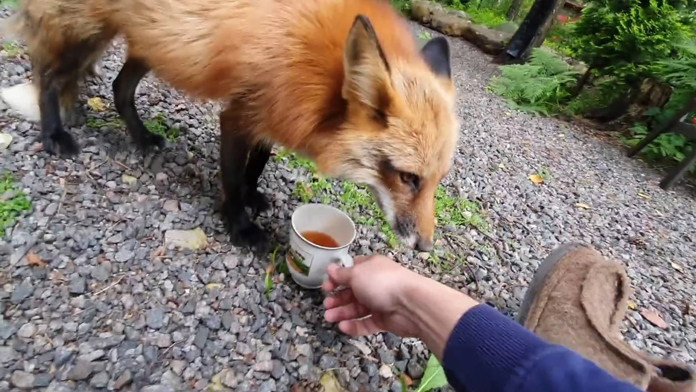 Лиса-Алиса. Утренний чай для лисы смотреть онлайн