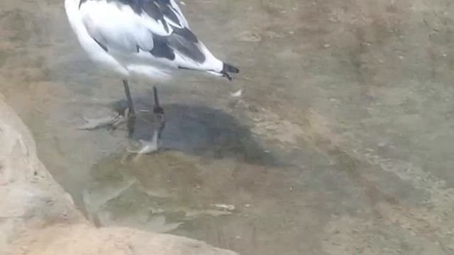 Ходулочник шапочный смотреть онлайн