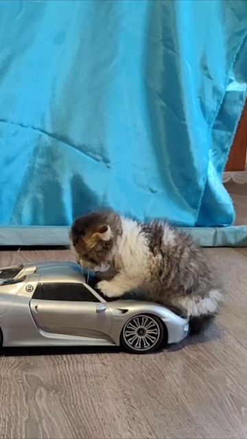 КОТЯТА. Котёнок моет лобовое стекло машины. смотреть онлайн