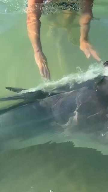 Дельфины в Анапе смотреть онлайн