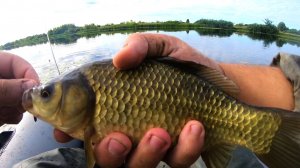 ЗДОРОВЫЕ КАРАСИ ТОПЯТ ПОПЛАВОК! Нашел озеро в лесу, а тут такие...! Ловля карася на удочку