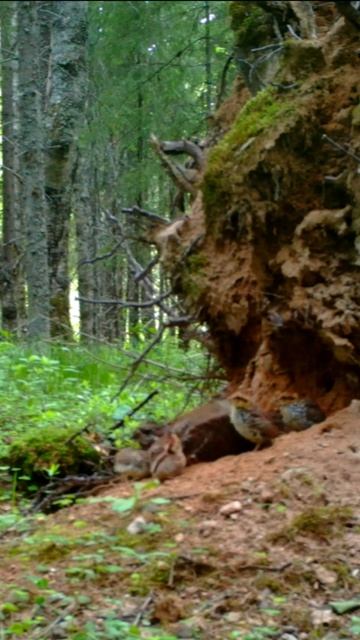 Выводок рябчика. смотреть онлайн