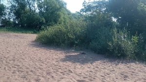 Мартышкино, Финский залив, пляж, 26.07.2025.