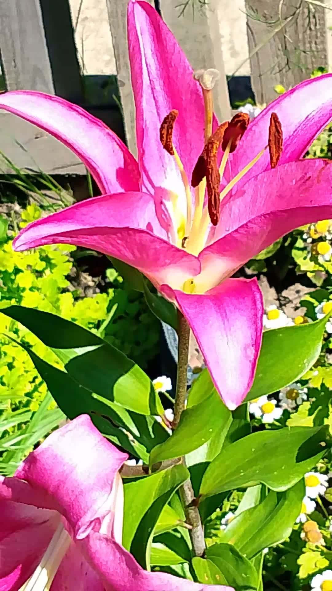 Царевны! Лилии. Красота! смотреть онлайн