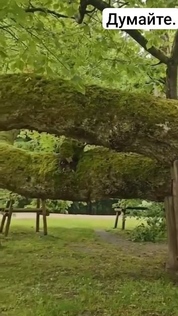 Дерево из Аватара найдено в парке Земля в Чехии. Оно очень молодое возрастом всего 820 лет смотреть онлайн