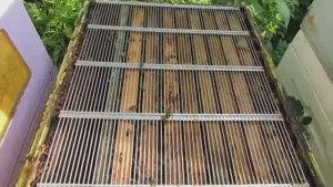 проблемы с пчелами на сотах из покупной вощины , меняю гнезда на свою вощину , обновление 20.07.25