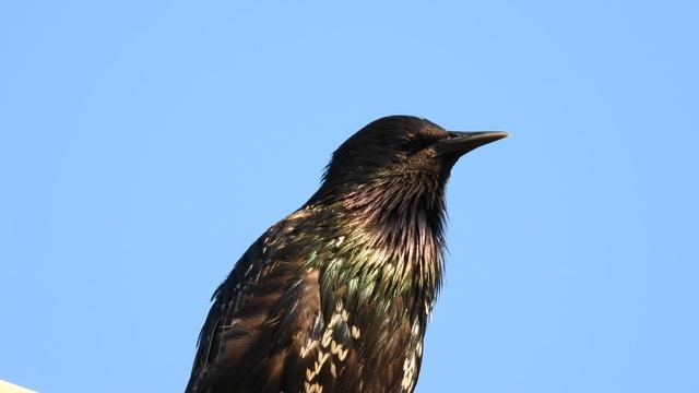 Молодой скворец начинает петь свои первые песни, 26.07.2025, Великий Новгород смотреть онлайн