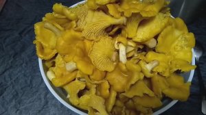 Как заморозить грибы лисички, что-бы они не горчили