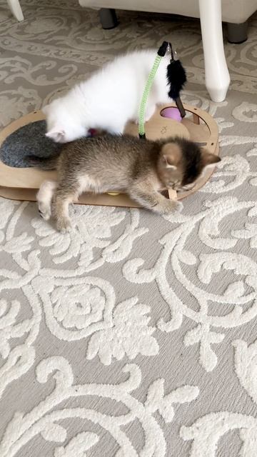 Котята кошки Кайли и котика Маню.