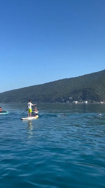 Абхазия, туристы активно отдыхают на сапах в сопровождении дельфинов (конец июля, ЛЕТО-2025) смотреть онлайн