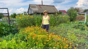 ОДНА НА ХОЗЯЙСТВЕ/ДЕРЕВЕНСКИЙ ОГОРОД И ЖЕНСКИЕ ХЛОПОТЫ