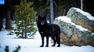 Чёрный Волк – Настоящий Символ Волчьего Племени!