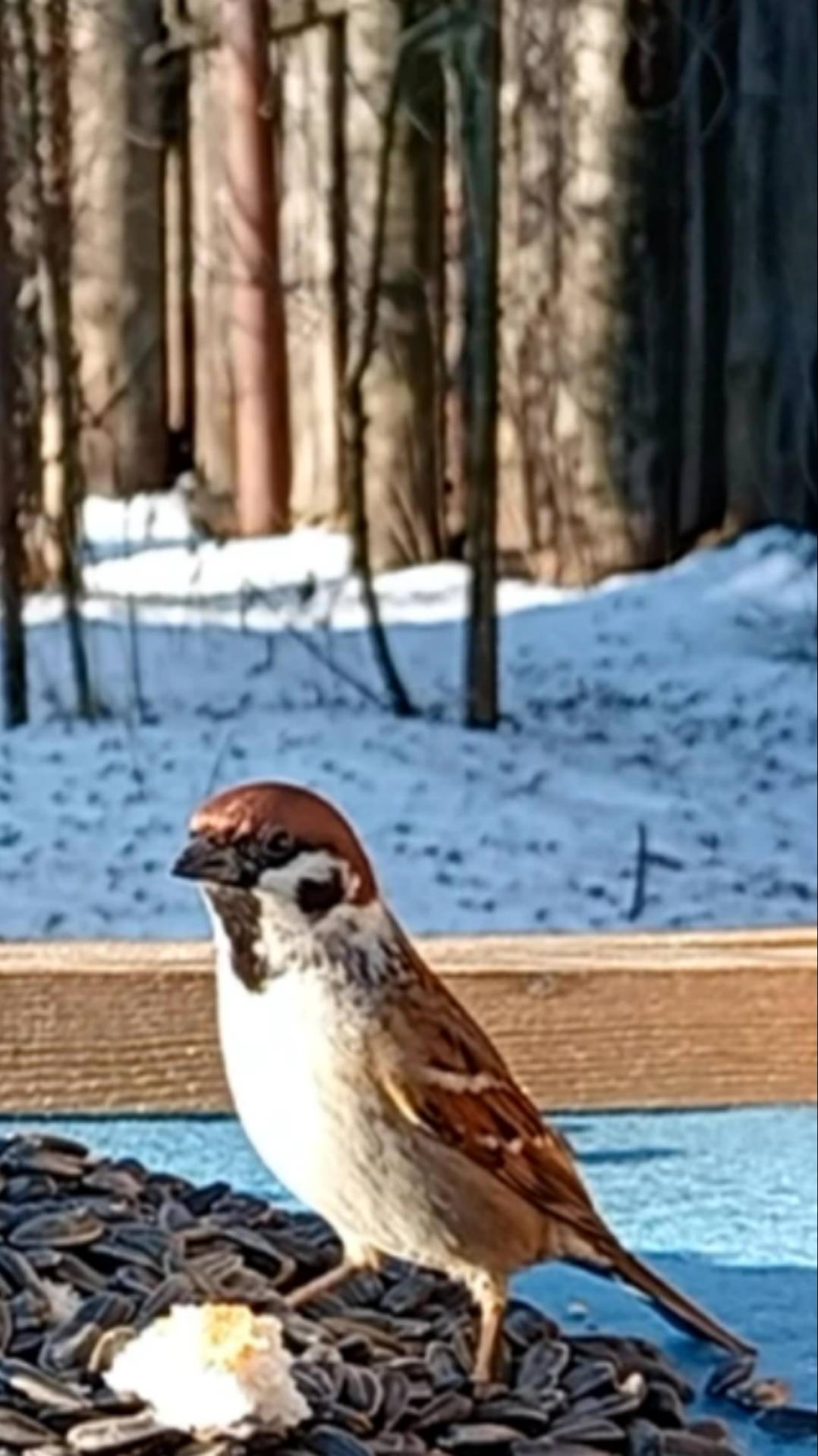 Воробей прилетел на кормушку смотреть онлайн