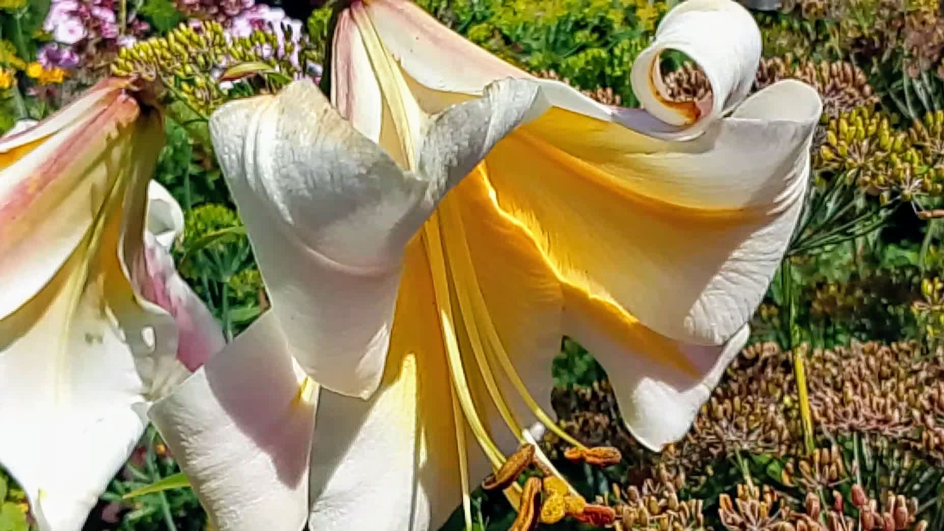 Таких лилий, вы точно не видели! Цветы лета!♥️ Мой Сибирский городок дождался тепла! смотреть онлайн