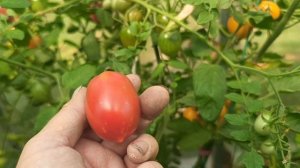 Томаты Черри в теплице, Пьенолло дель Везувий, Секрет Паулины и др. 26.07.25 г.