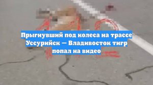 Прыгнувший под колеса на трассе Уссурийск — Владивосток тигр попал на видео