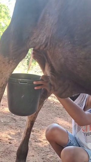 Бык в шоке 🤣