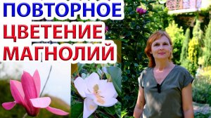 Магнолии. Повторное и Весеннее цветение. Сравнение красоты и полноты цветения весной и летом.