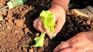 Хрустящий Вкусный Салат вырастить легко!!