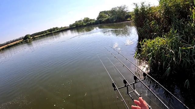 Рыбалка на карпа и сазана, флэт и фидер. 24.07.25. смотреть онлайн