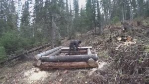 НА НОЧКУ С ЖЕНОЙ В ЛЕСНУЮ ИЗБУШКУ ПРОКЛЯТОЕ МЕСТО НАКАЗЫВАЕТ СНОВАРУБИМ ЗИМОВЬЁ В РУССКИЙ УГОЛ