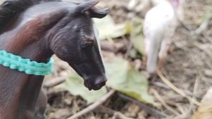 Шляйх фильм "Последний дар"