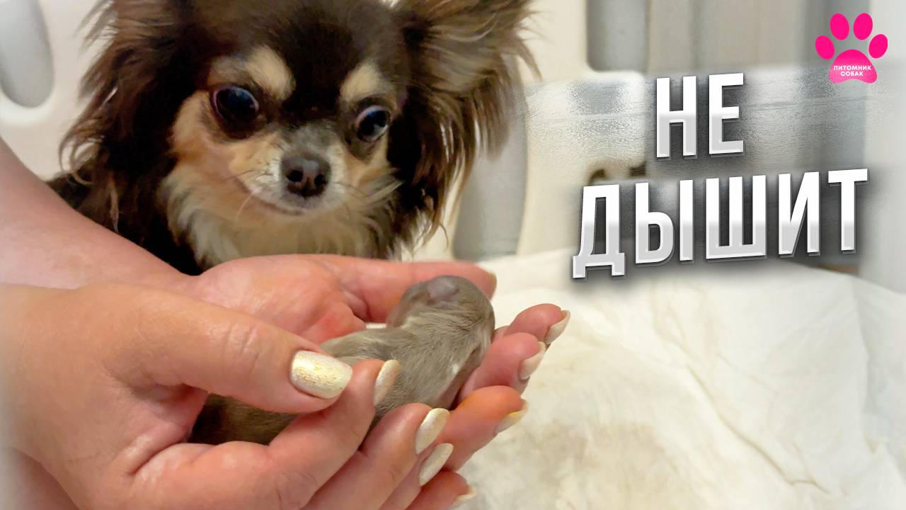 Щенок родился без признаков жизни. Битва за жизнь новорожденного щенка на глазах его мамы! смотреть онлайн