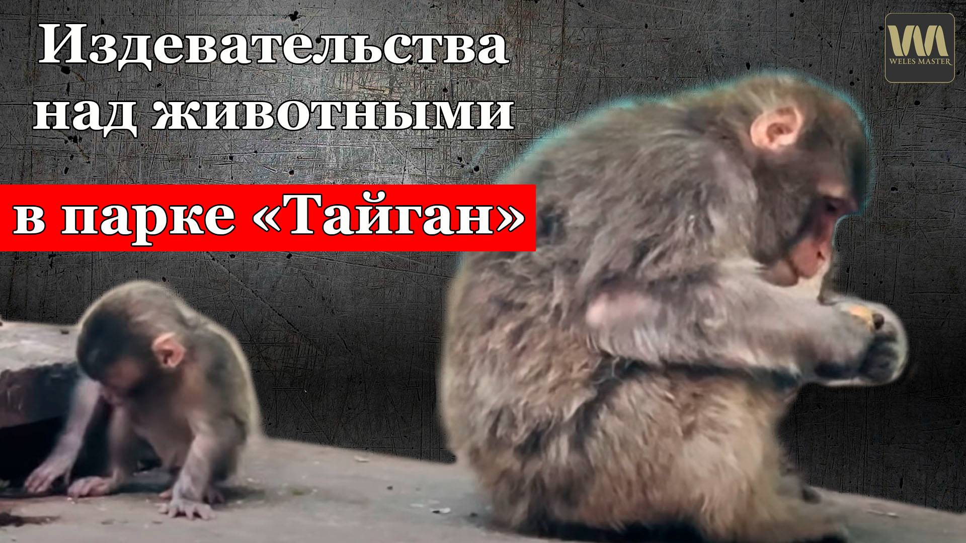 Алексагина опять показала издевательства над обезьянами в "Тайгане", 26 июля смотреть онлайн