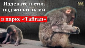 Алексагина опять показала издевательства над обезьянами в "Тайгане", 26 июля